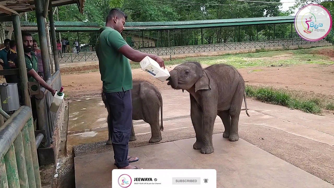 Udawalawa 4