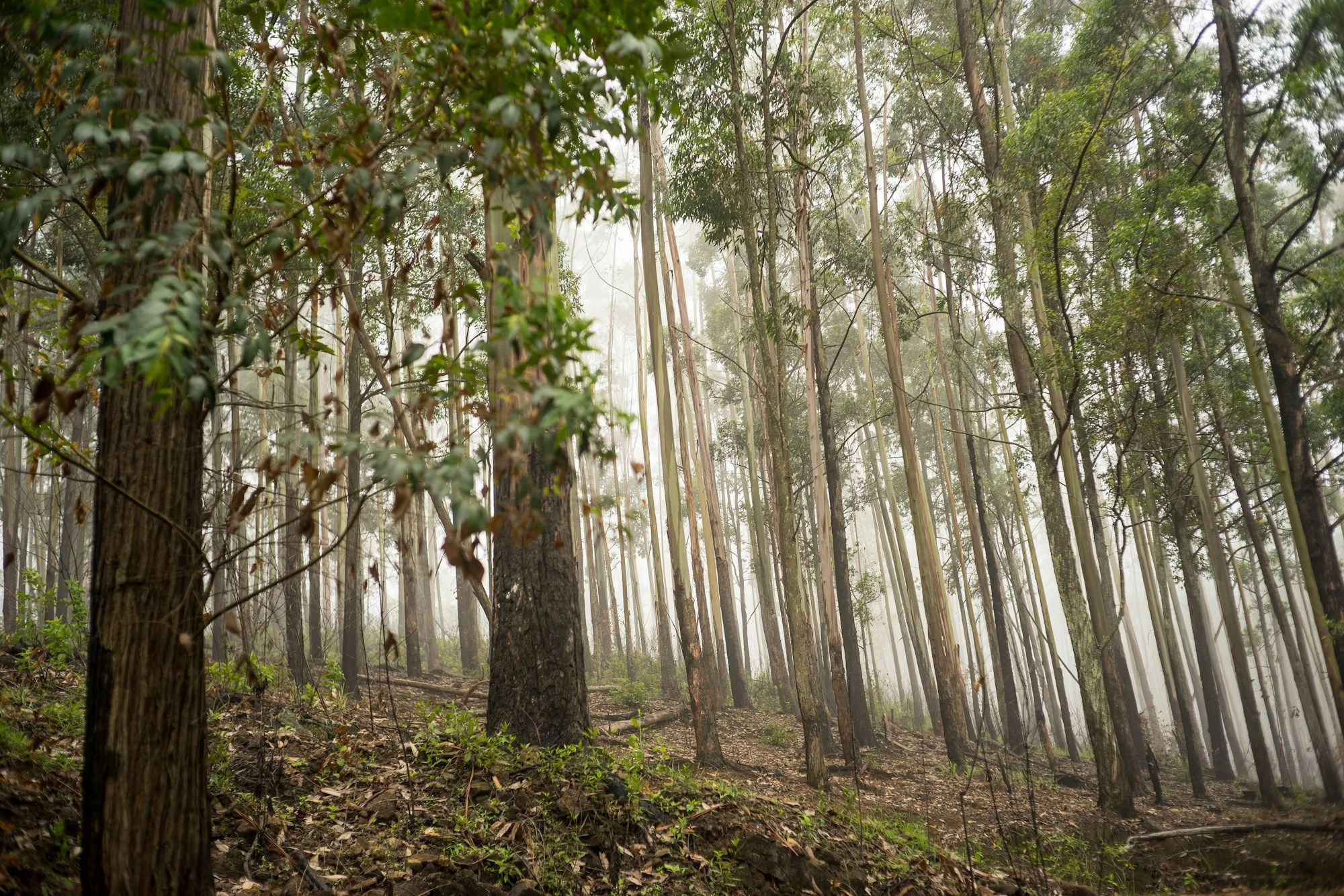green-trees-on-forest-during-daytime-iF8w1SLt6os.jpg