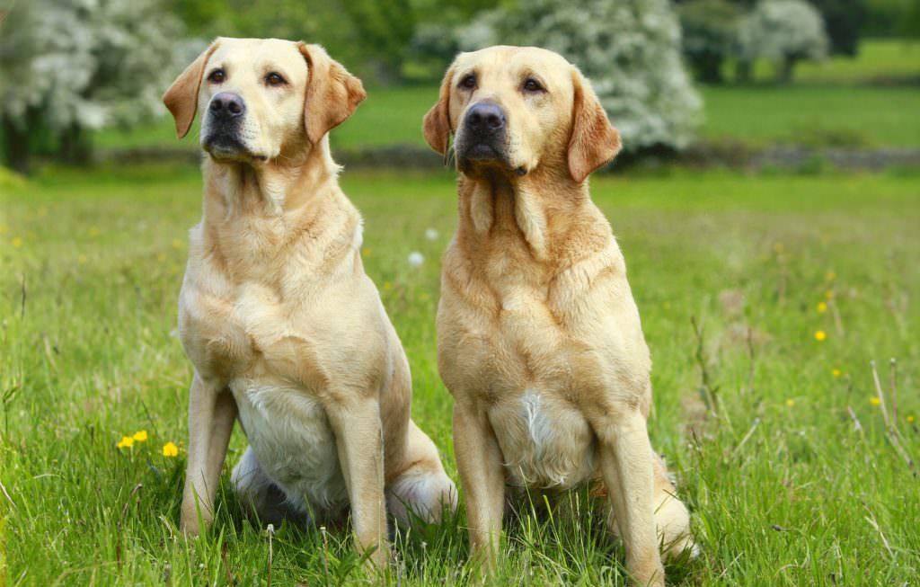 labs