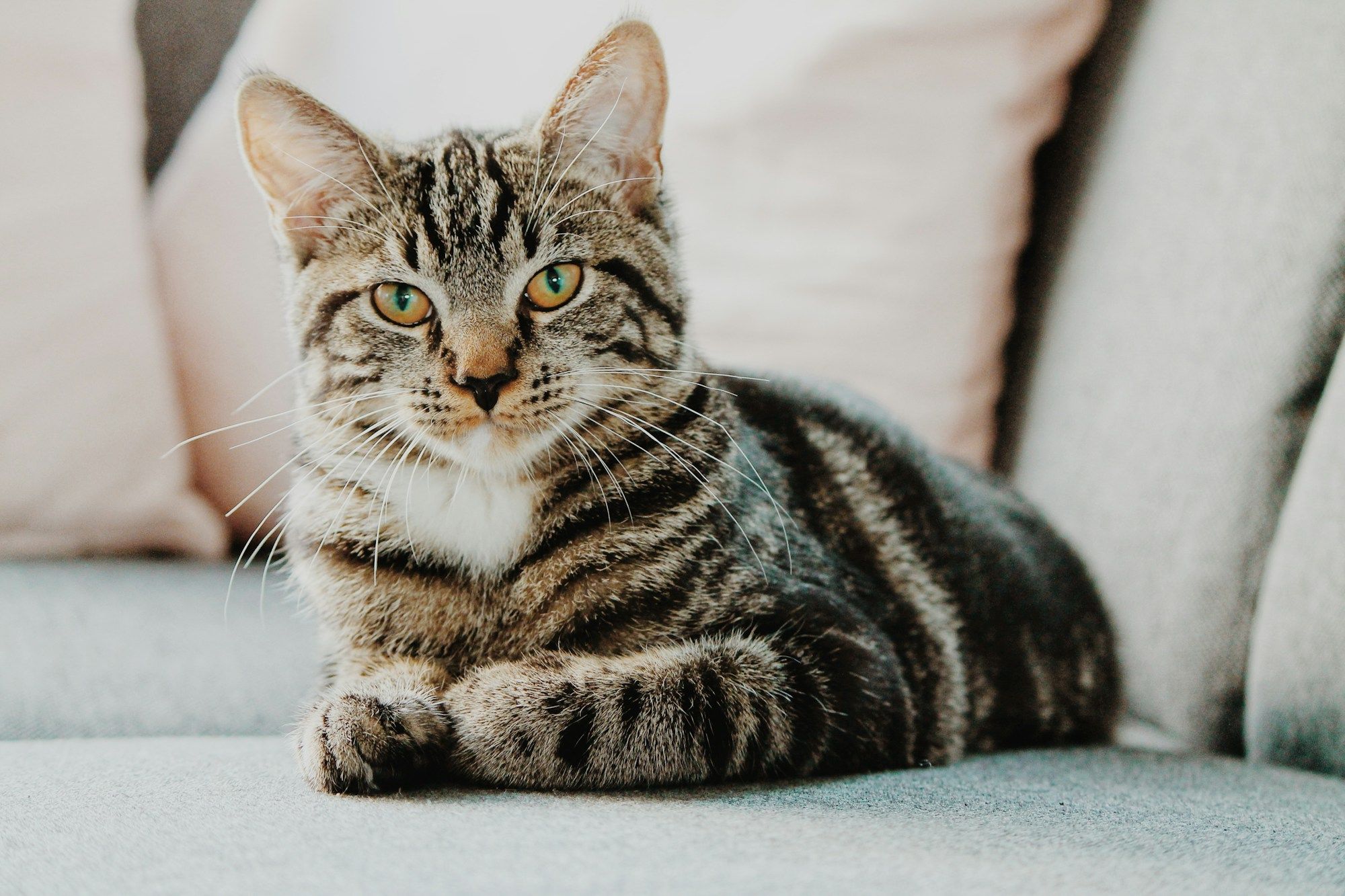selective-focus-photo-of-gray-tabby-cat-IbPxGLgJiMI.jpg
