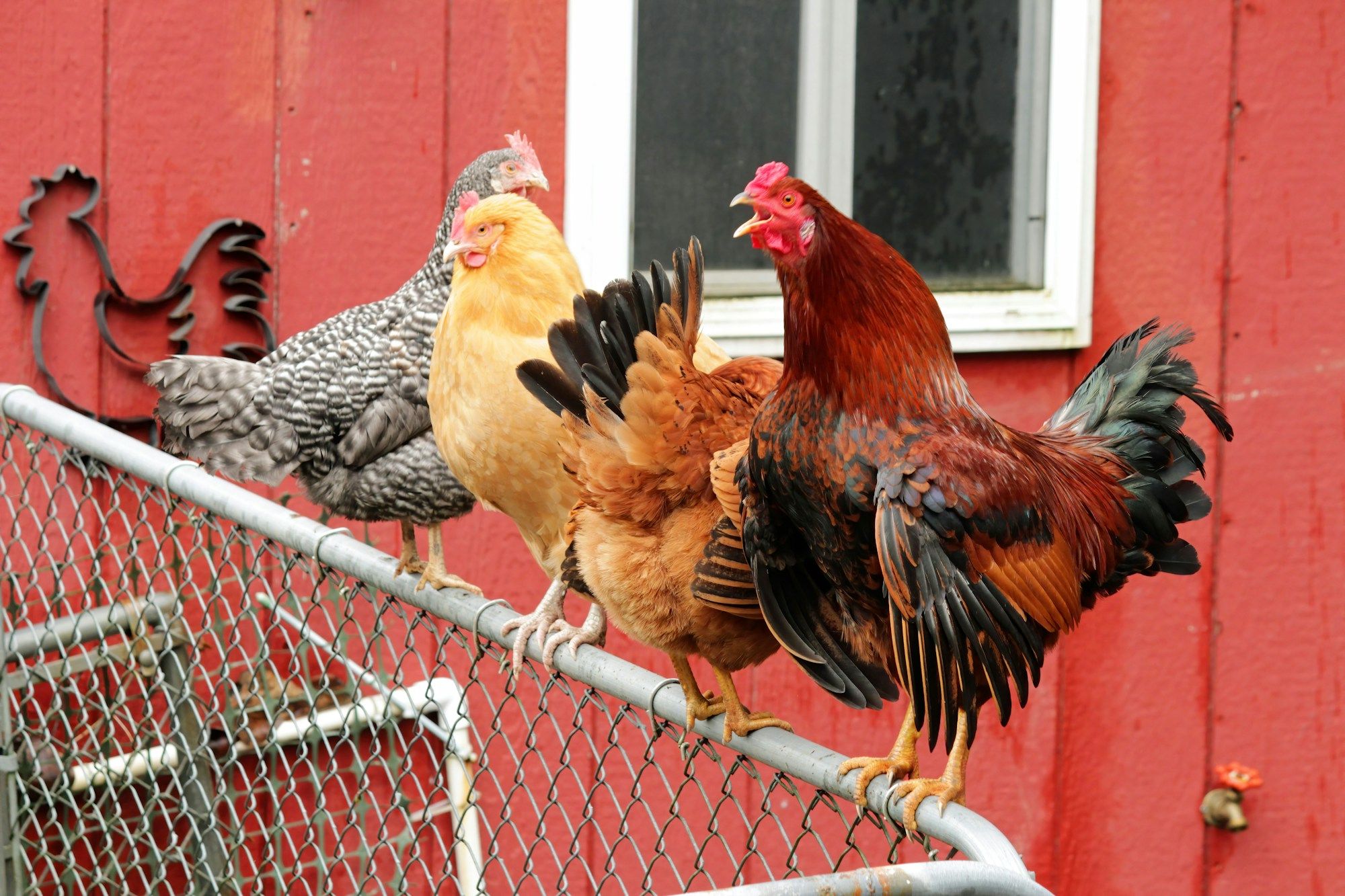brown-and-black-hen-on-cage-IZiAUsTFZm4.jpg