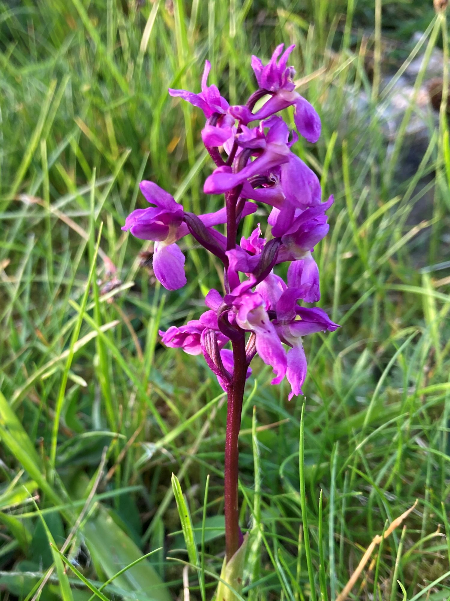 early purple orchid, Manifold Valley.JPG