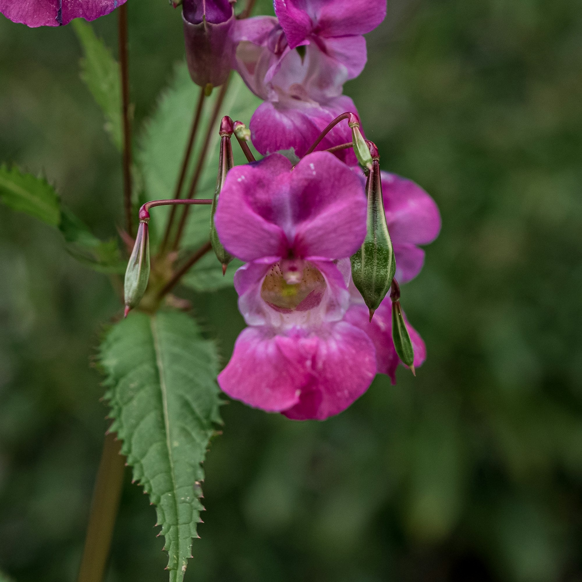 Himalayan balsam flower