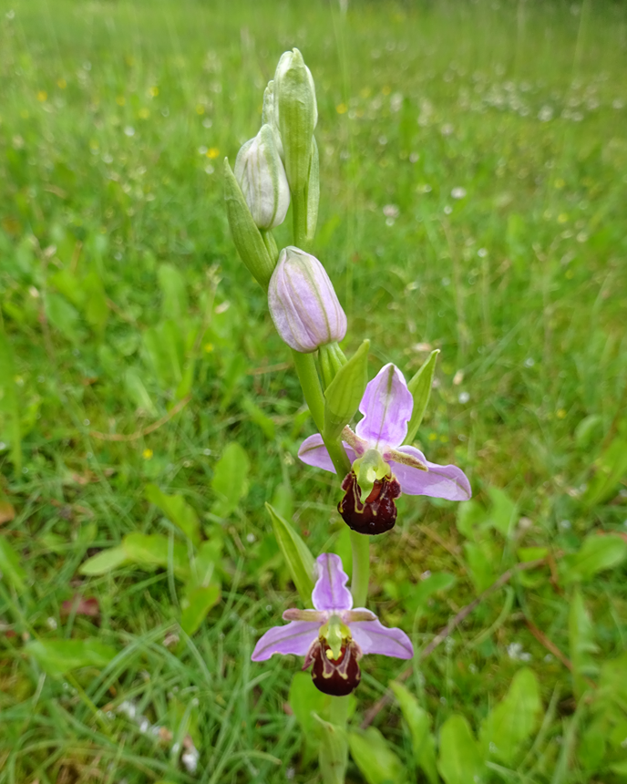 bee orchid