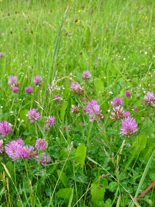 red clover