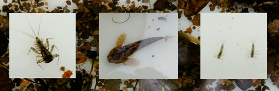 Riverfly larvae and bullhead