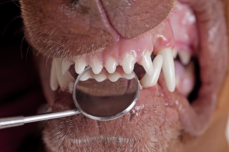 Dog Teeth Cleaning in Ashford and Kent