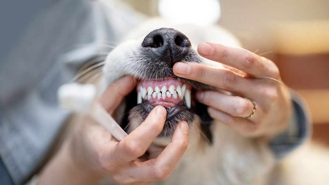 Dog Teeth Cleaning in Ashford and Kent