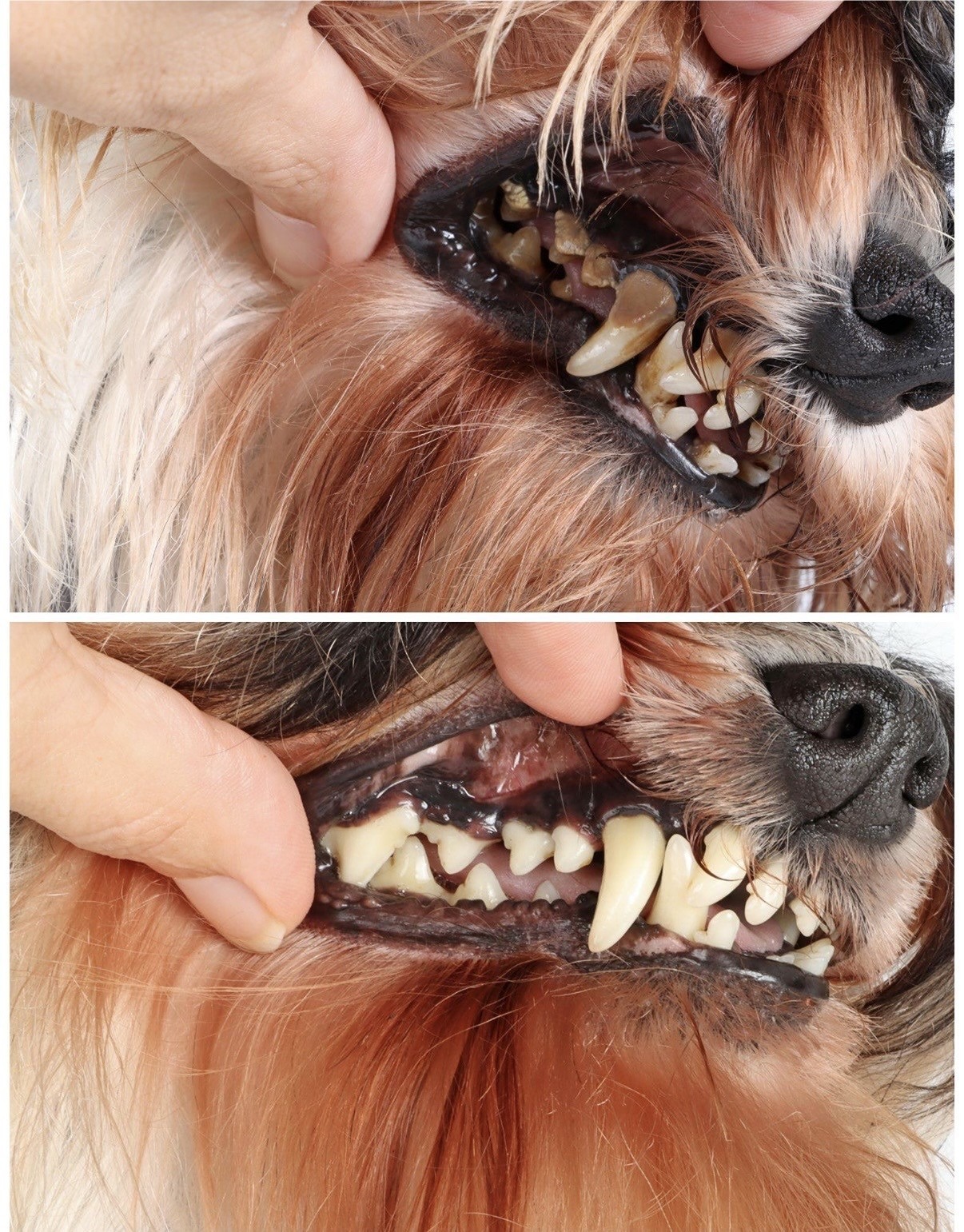 Dog Teeth Cleaning in Ashford and Kent