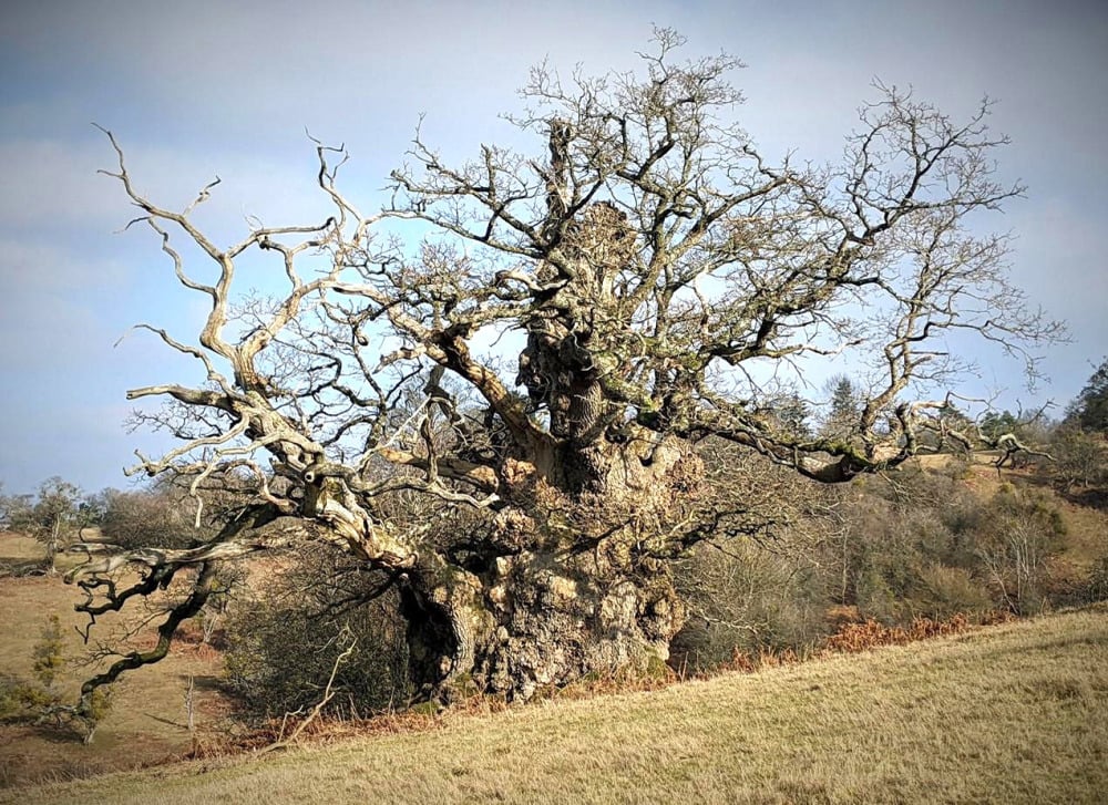 Ancient and Veteran trees
