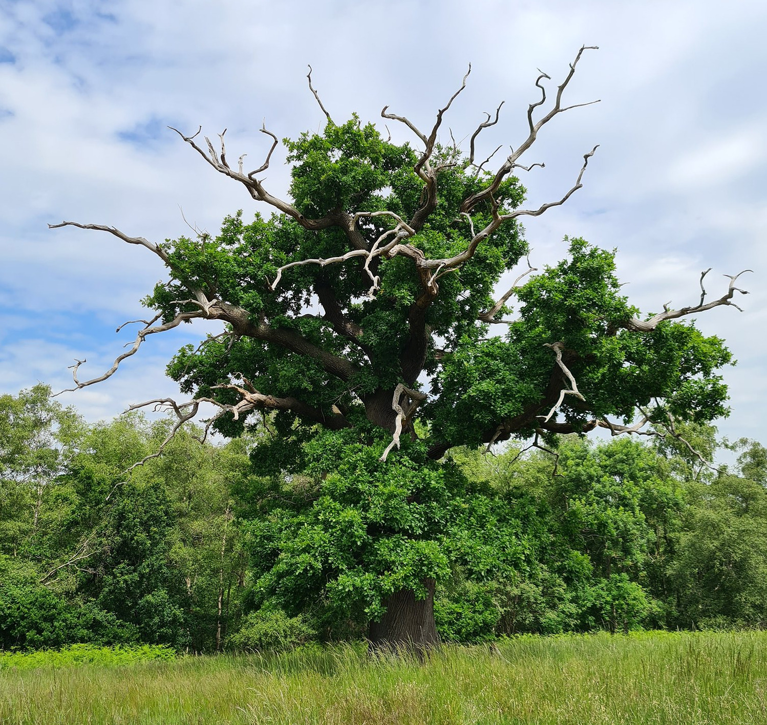 Stag-headed oak tree