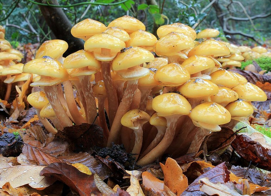 Armillaria mellea, Honey Fungus