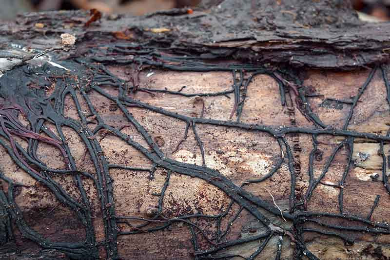Honey fungus Rhizomorphs.jpg