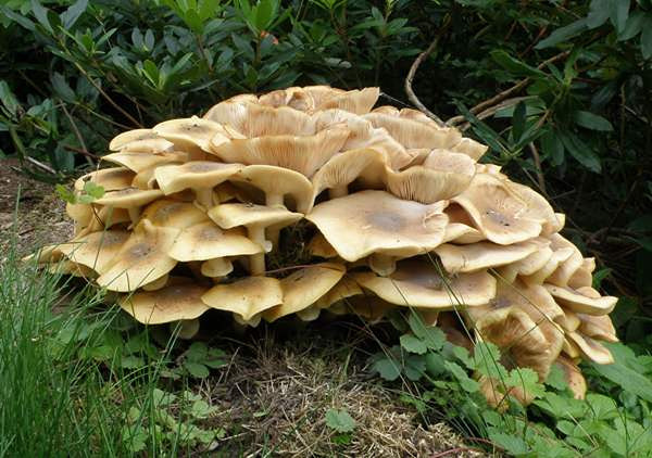 Honey fungus8