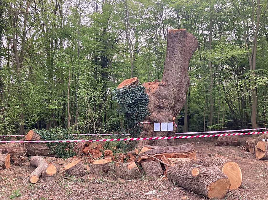 Whitewebbs Oak