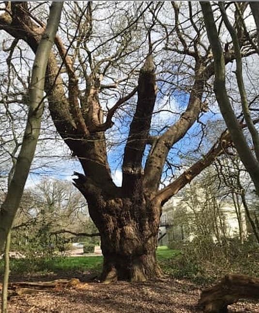 Whitewebbs Oak1.jpg