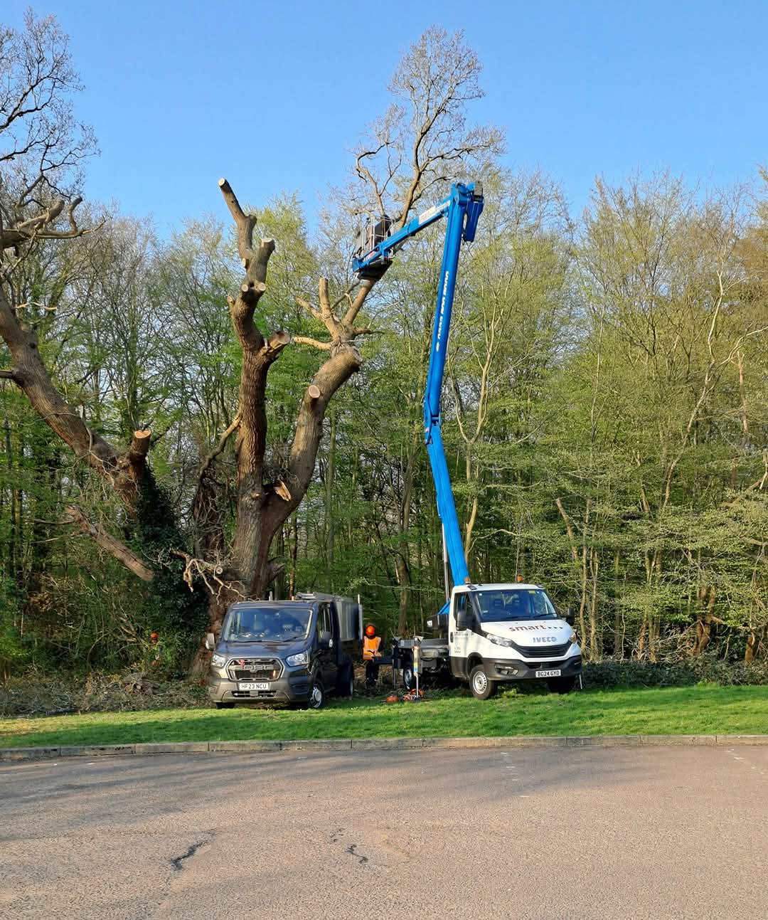 Whitewebbs Oak2.jpg