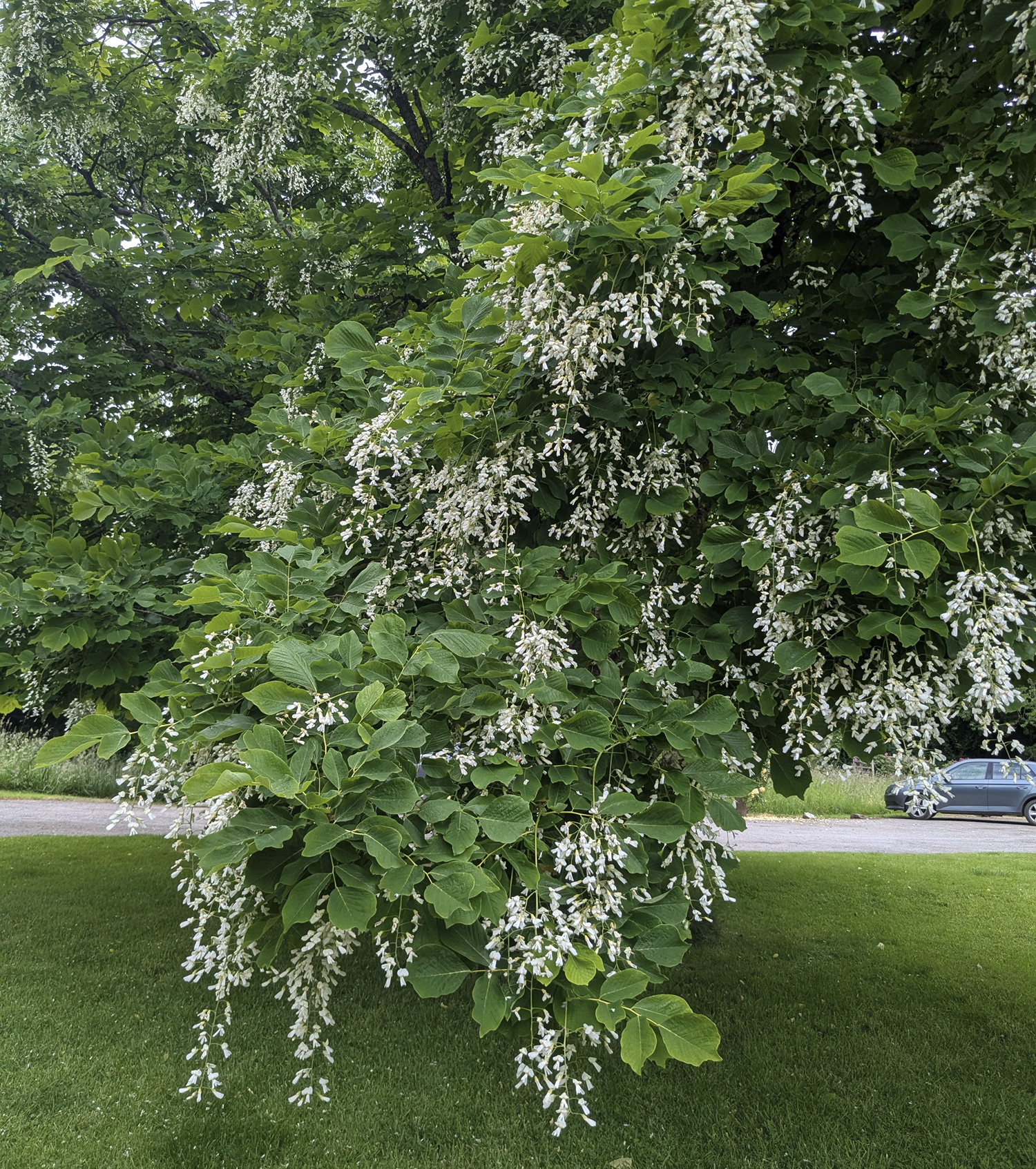 PXL_20250610_093017698