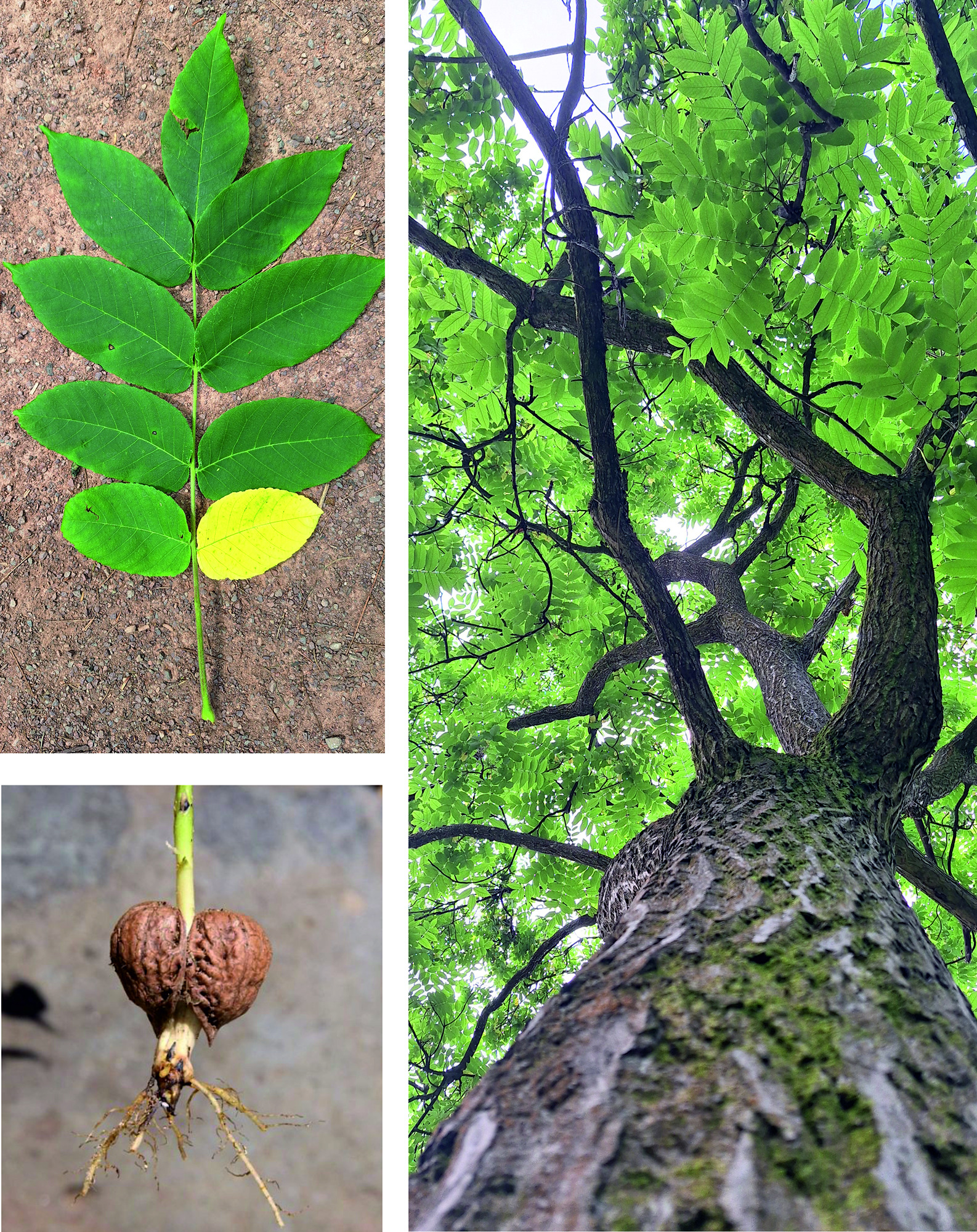Jap Walnut-2