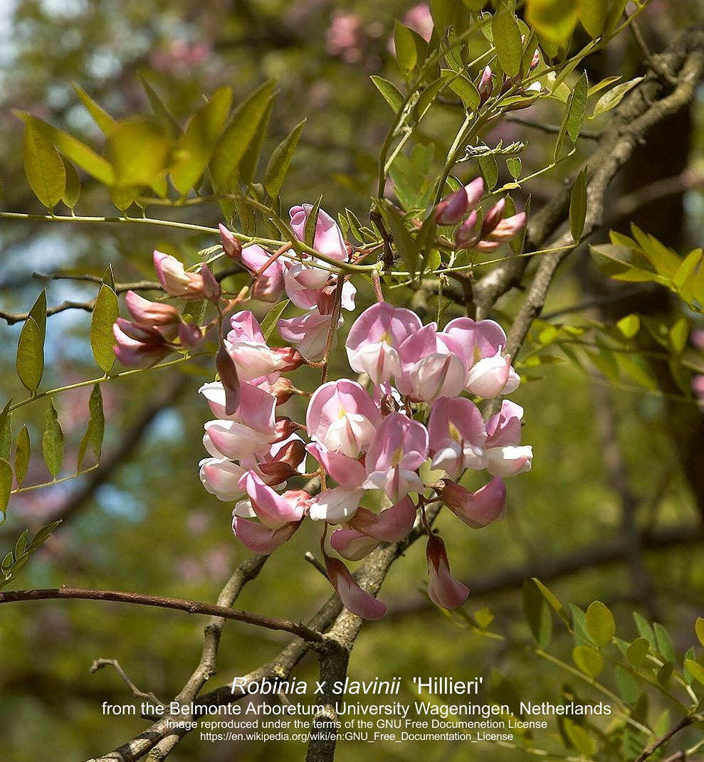 2025-16-07 13_41_37-Robinia slavinii  Hillieri Copyright.jpg