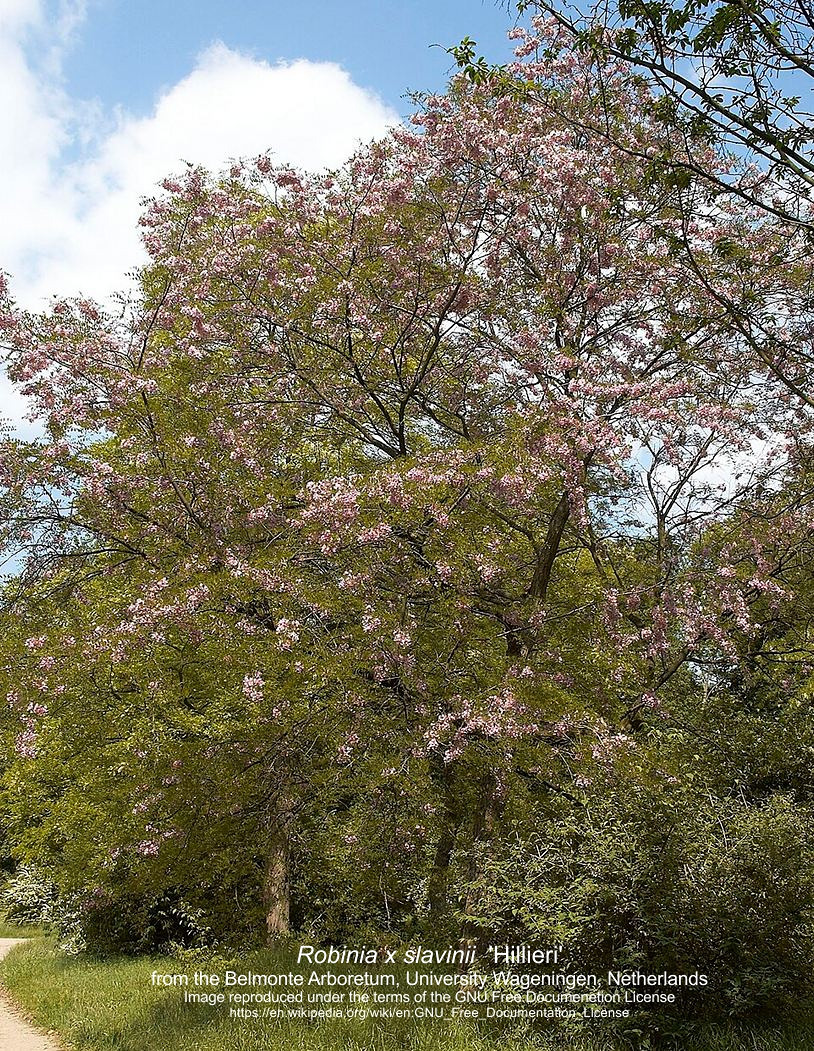 Robinia slavinii Hillieri copyright A.jpg