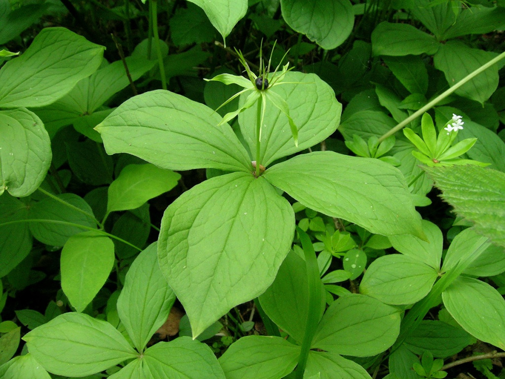 Herb Paris