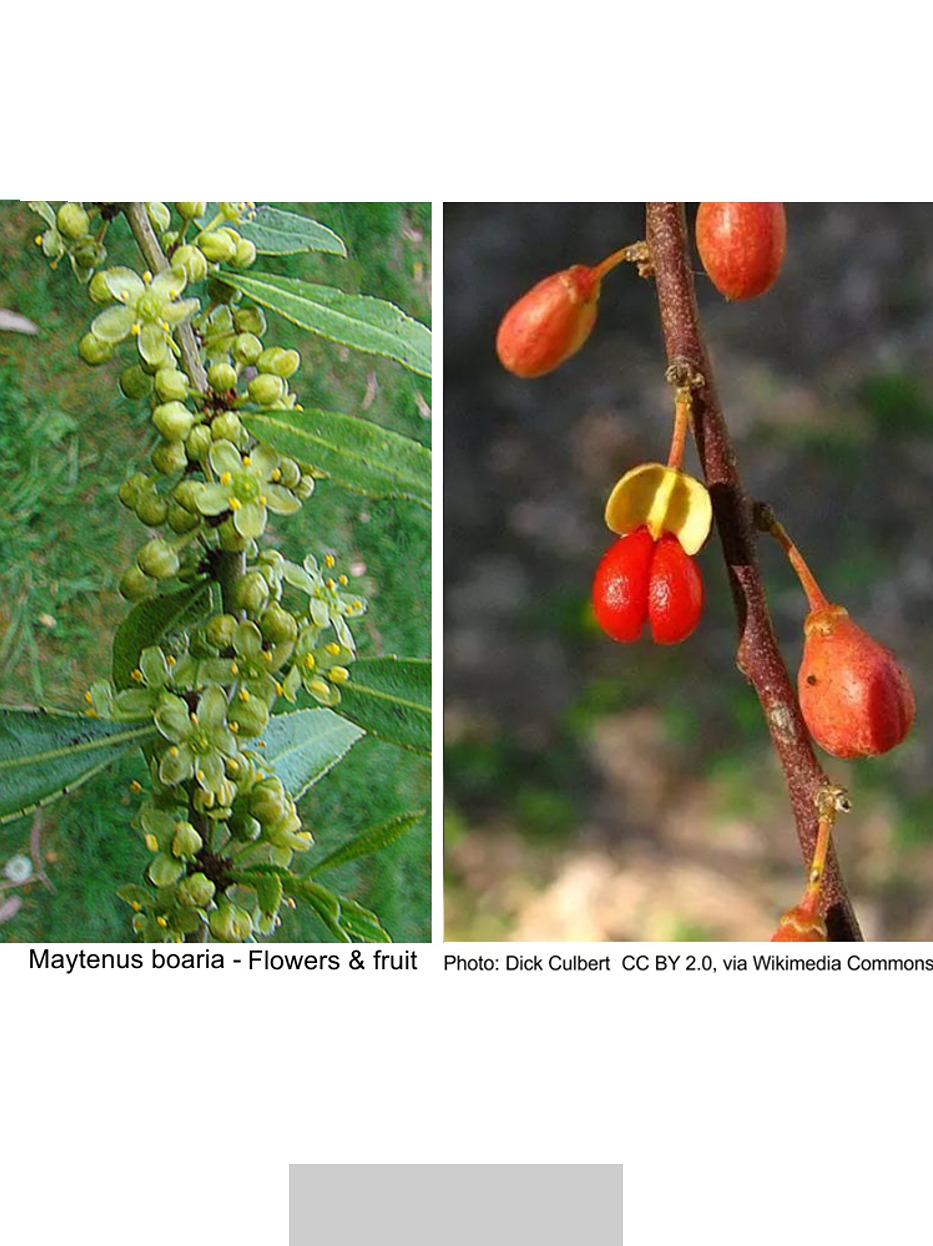Flowers and Fruit grey.jpg