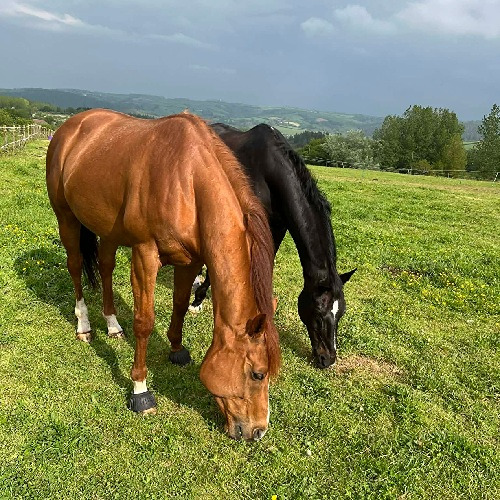 Turner Equestrian