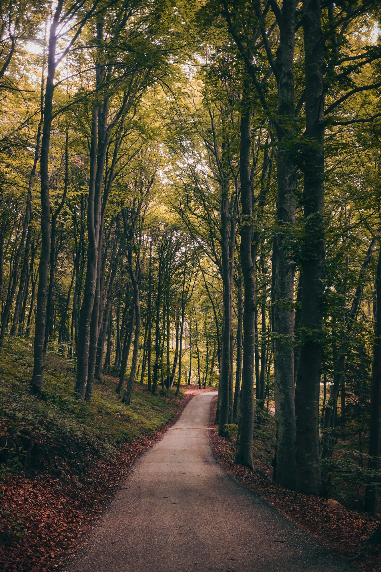 cristina-gottardi-_qnPfr_S54c-unsplash.jpg