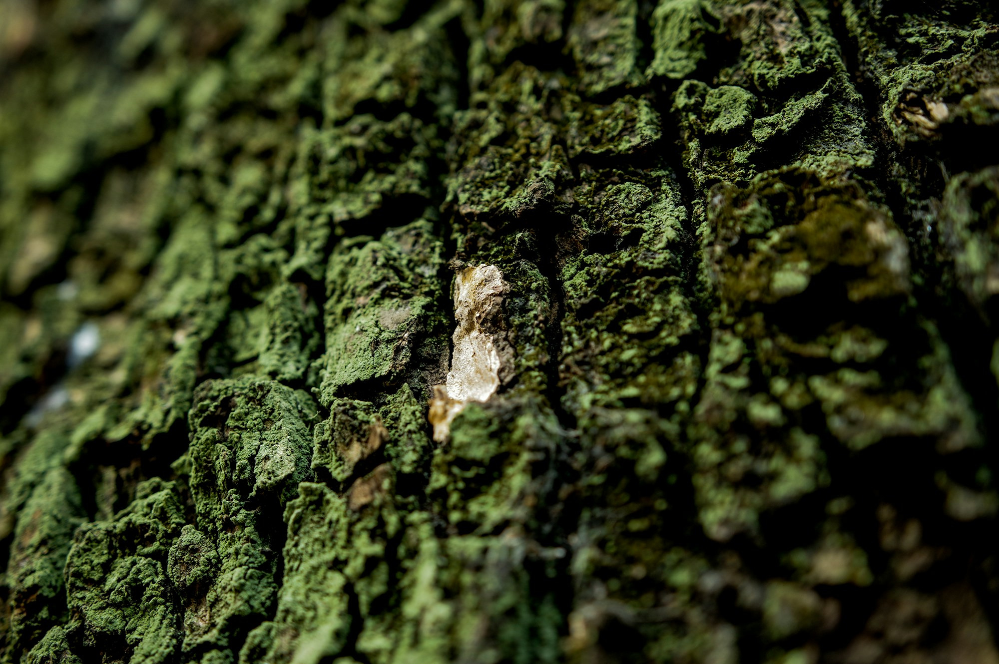 brown-tree-trunk-photography-5W79YX6huiI