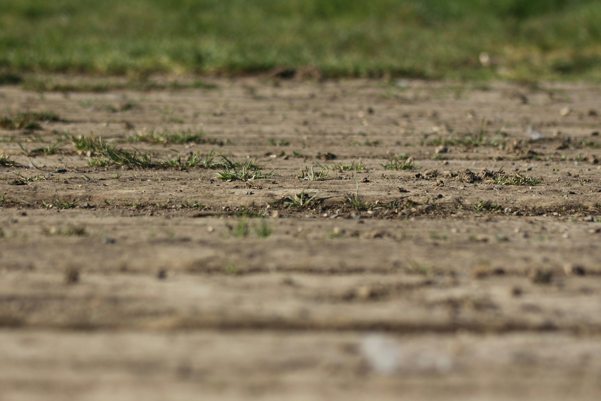 brown-soil-with-green-grass-F44LVxRpA5k