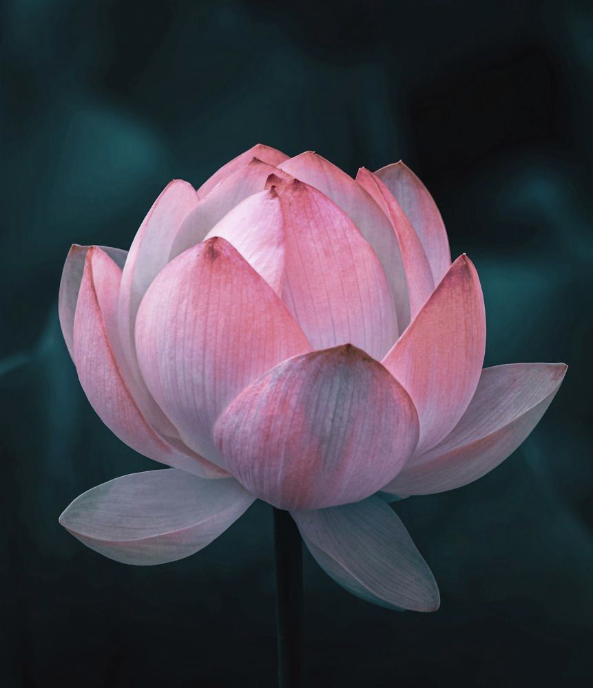 USUI REIKI MASTER LEVEL 3