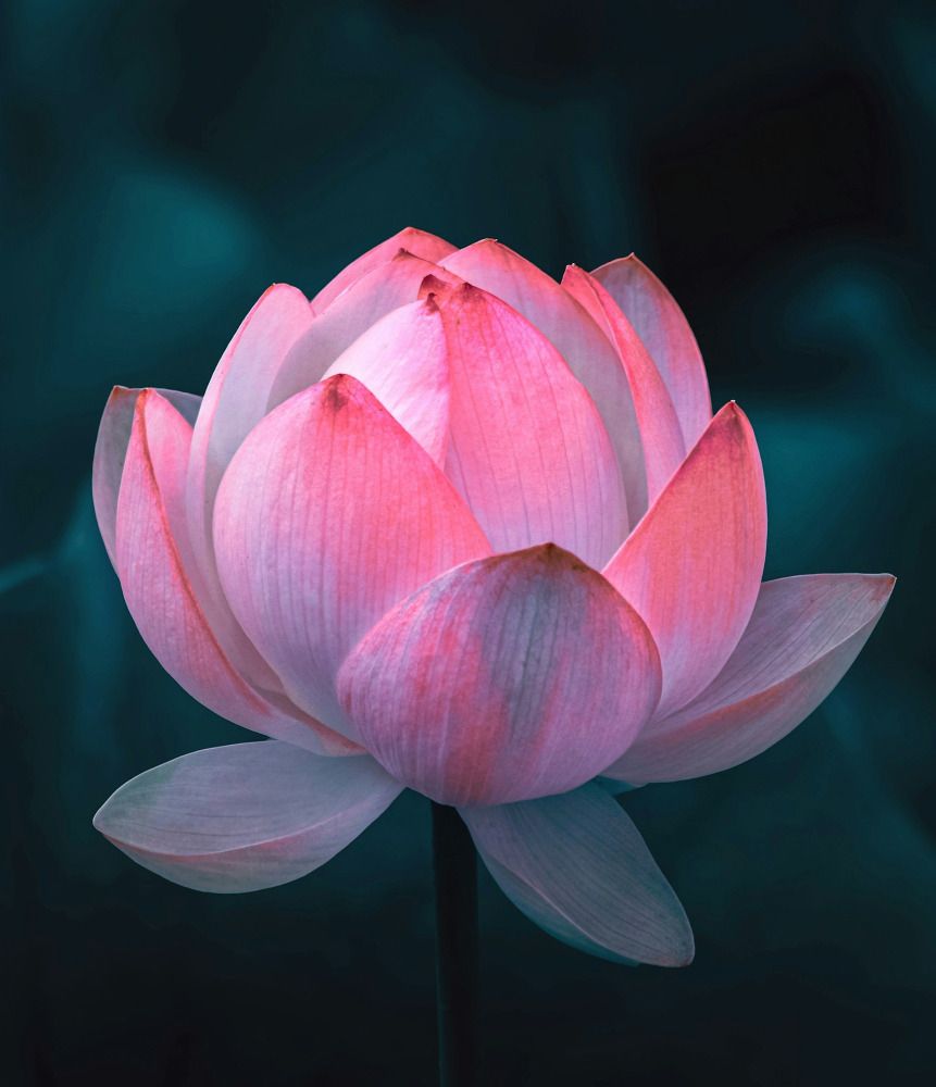 USUI REIKI MASTER/TEACHER LEVEL 4.