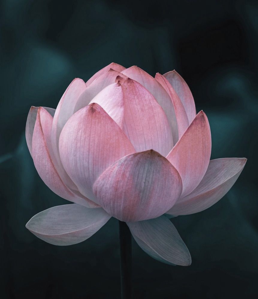 USUI REIKI LEVEL 2