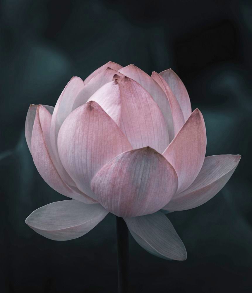 USUI REIKI LEVEL 1