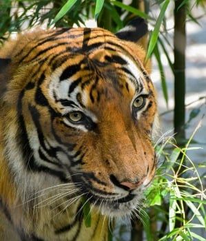 ANIMAL THEMED TAROT READING