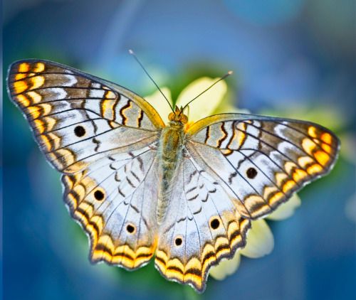 Tarot Coaching