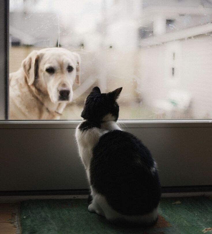 ANIMAL HEALING