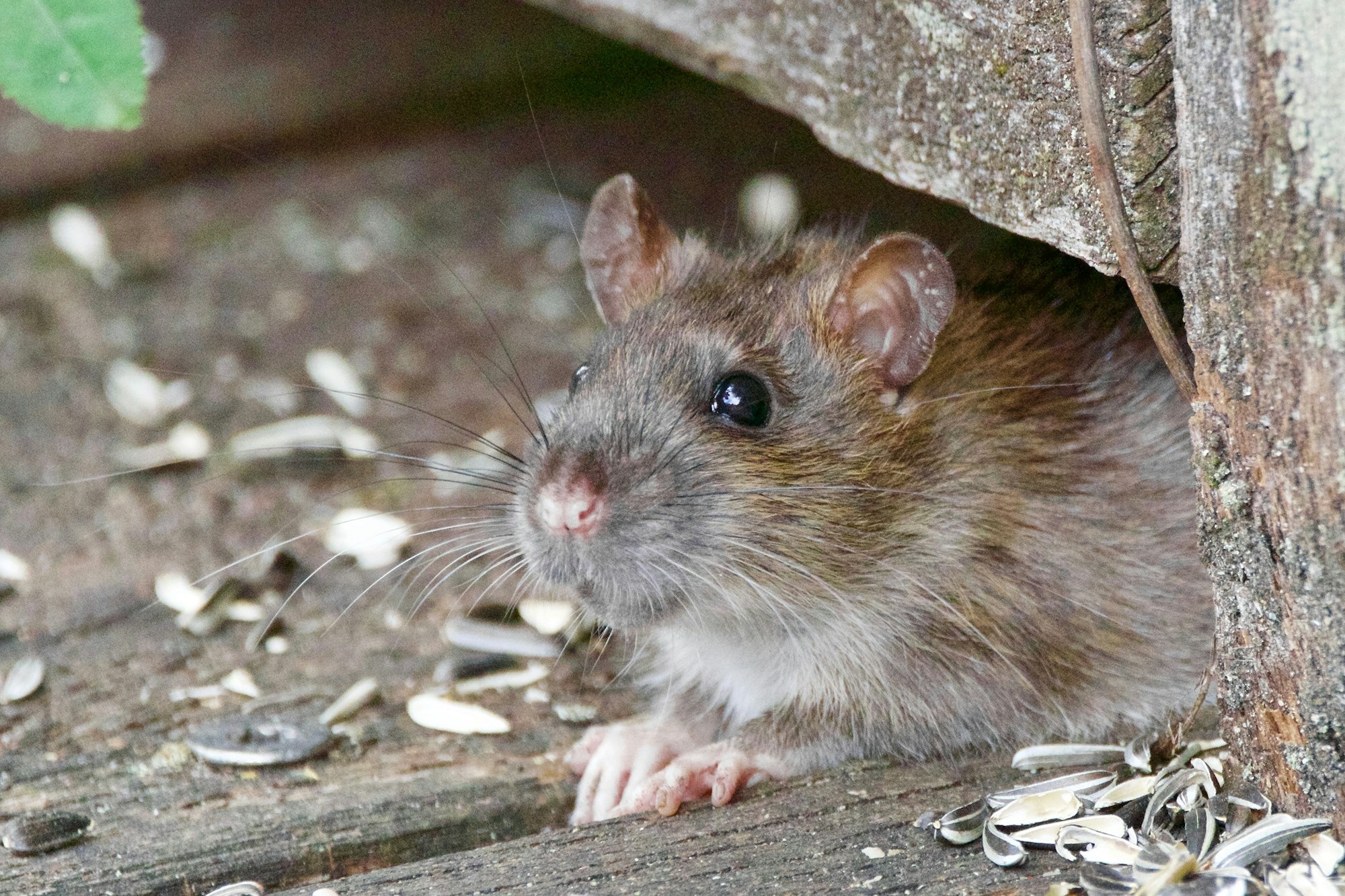 Rodent (Rats & Mice) Pest Control Mandurah