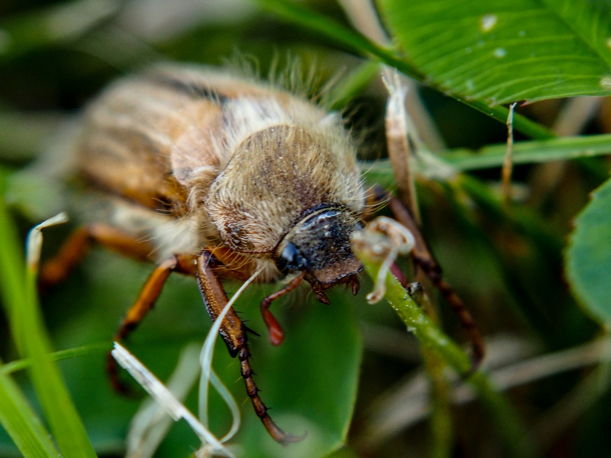 Grub & Beetle Pest Control Mandurah