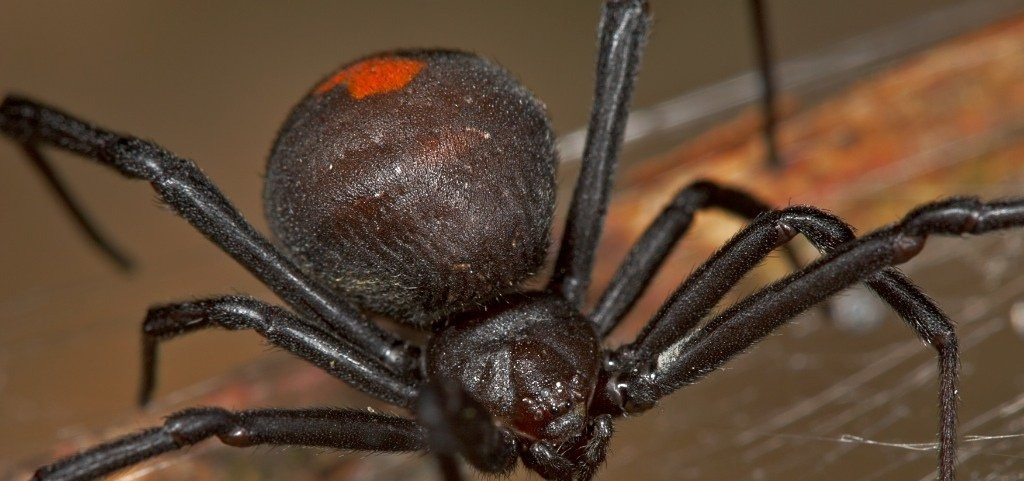 Mandurah Spider Treatment
