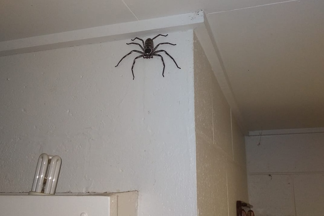 Mandurah Spider Solutions