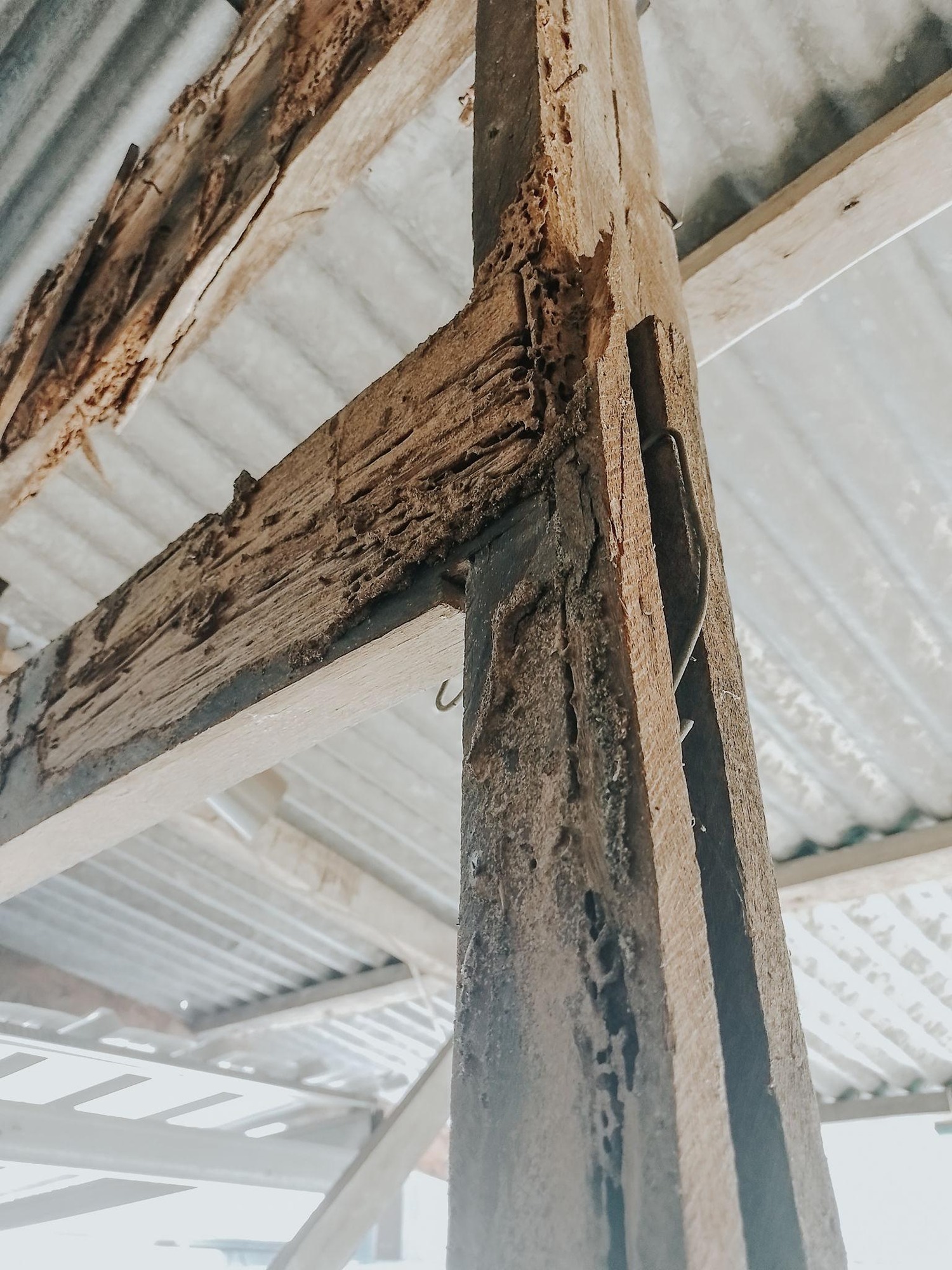 Mandurah Termite Management