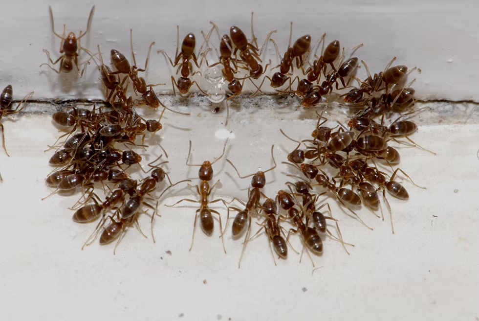 Mandurah and The Peel Ant Control