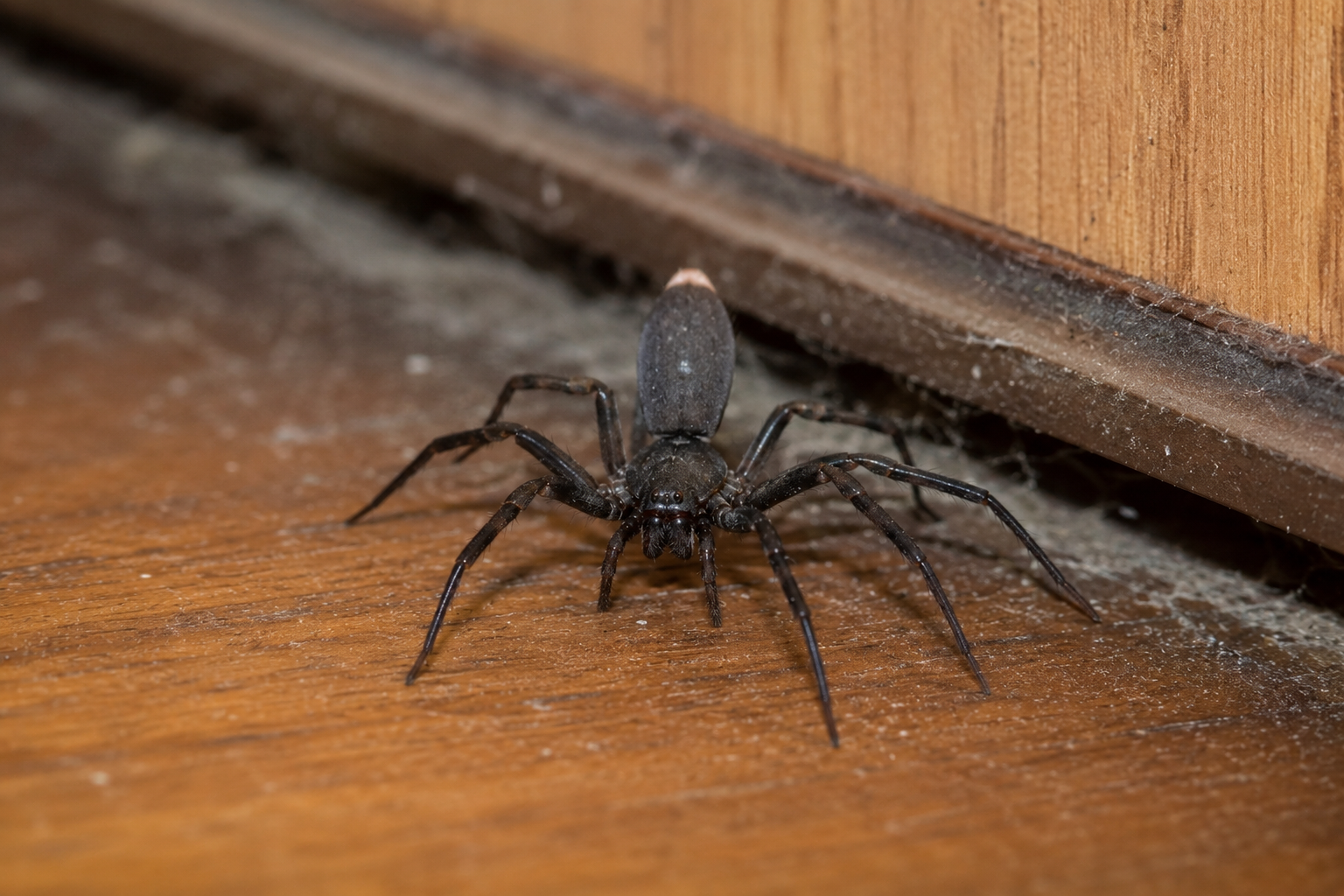 White Tail Spiders