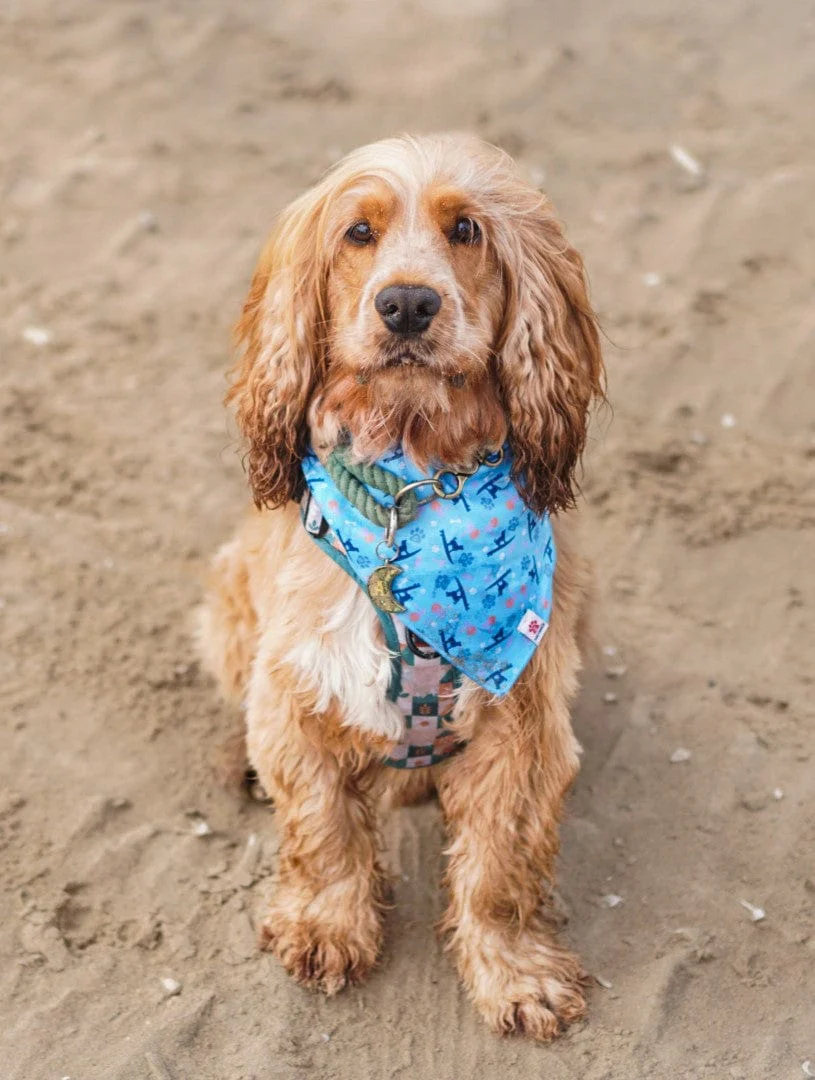 Saltrock Paw Print - Pet Bandana - Blue ðŸ¾ðŸ¾