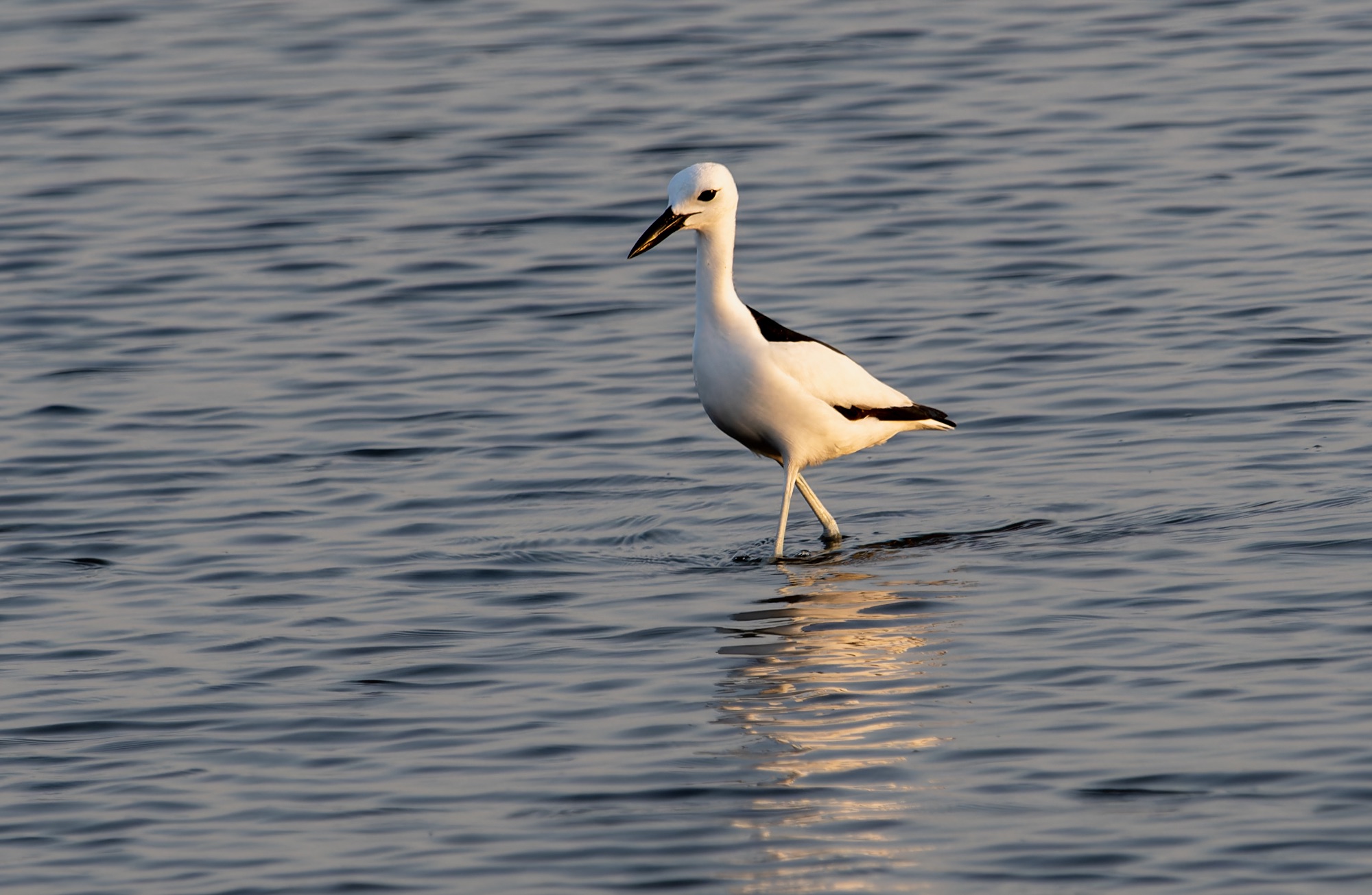 crab-plover