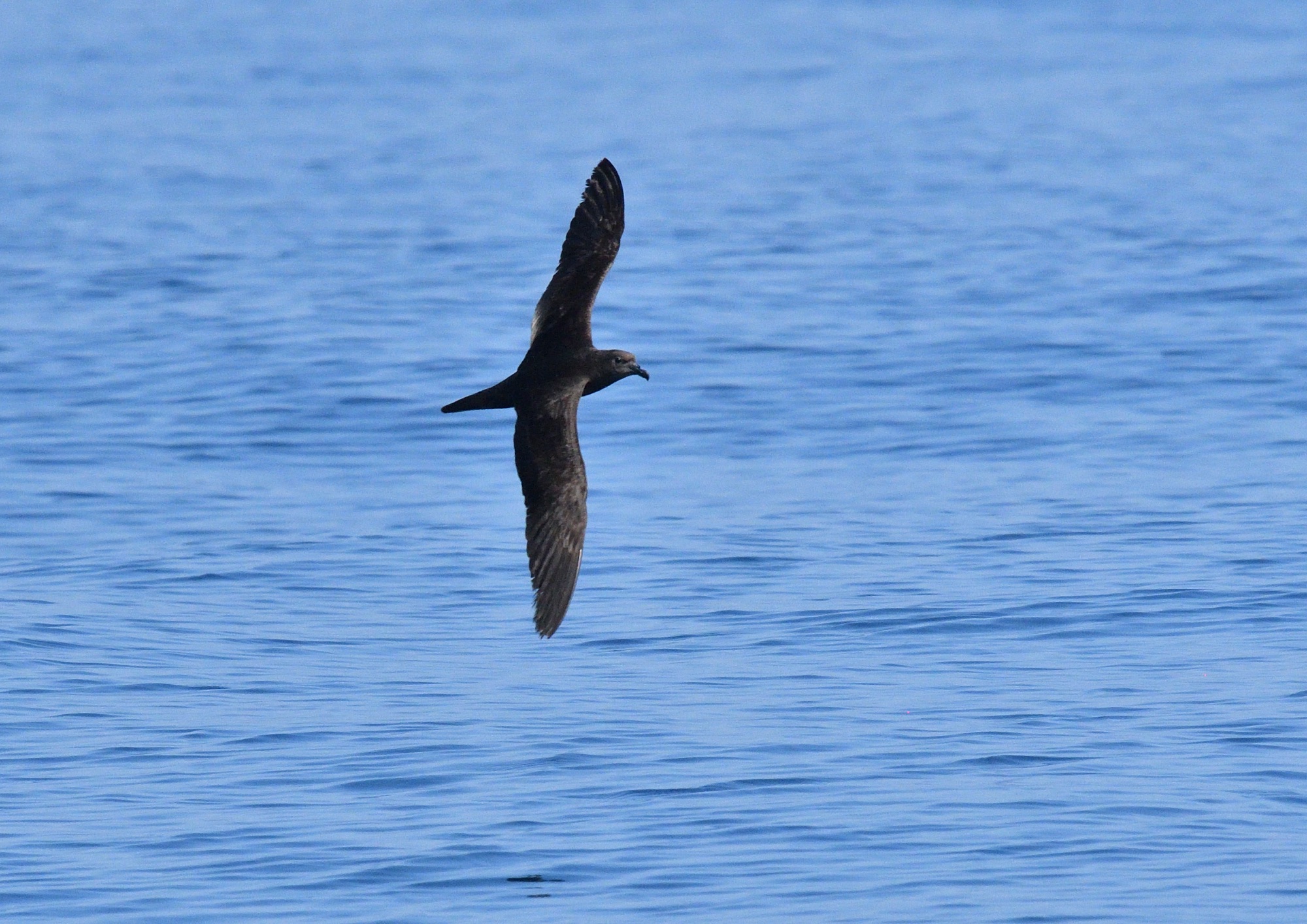 Jouanin's Petrel
