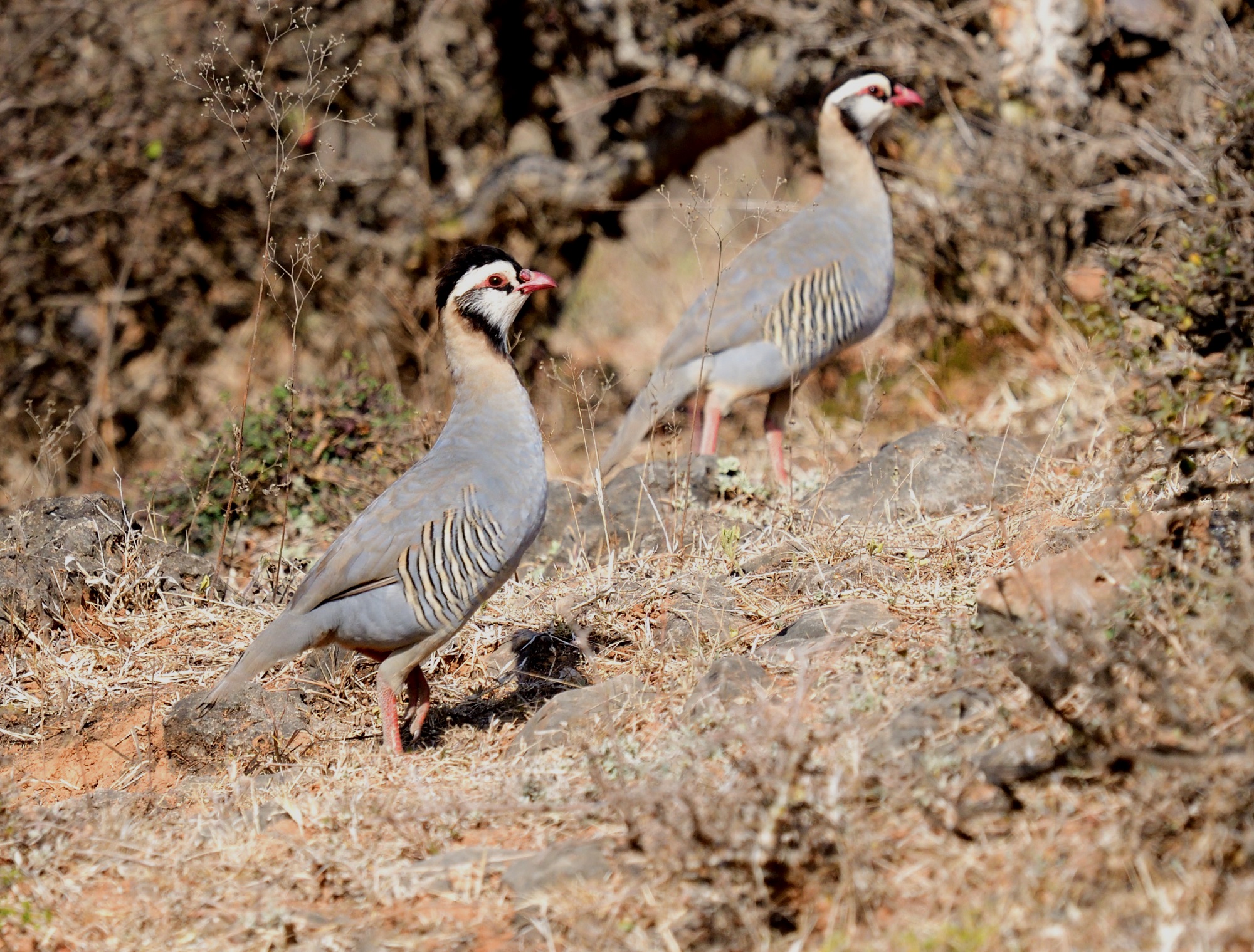 Arabian Partridge