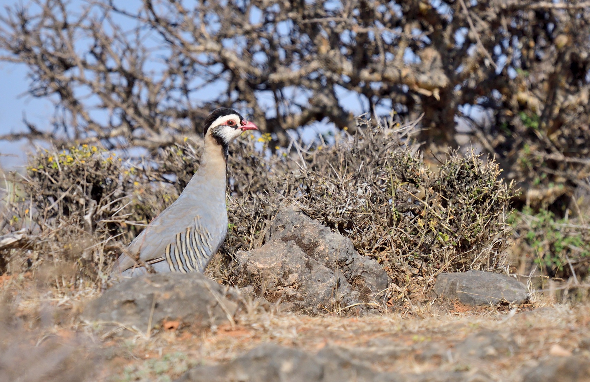 arabian partridge